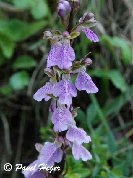 Orchis cazorlenzis